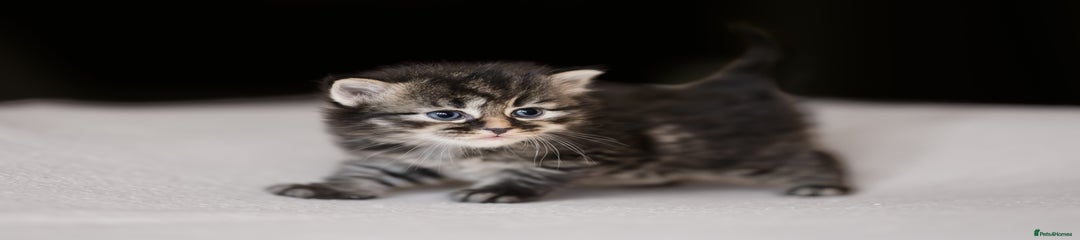 Siberian Kitten 3