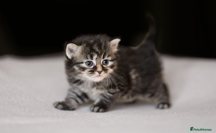 Siberian cats - Advert 1