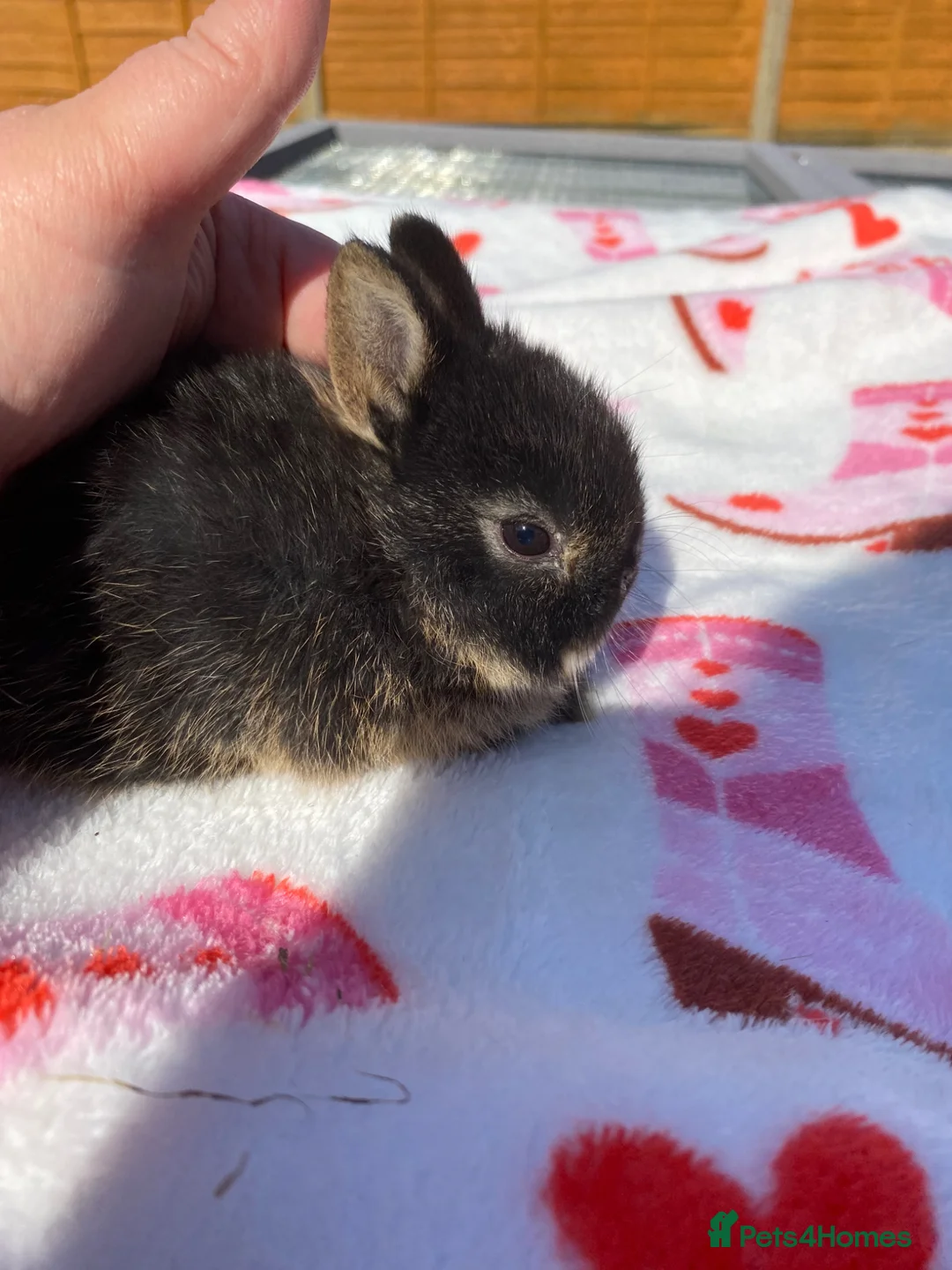 Netherland Dwarf rabbits for sale: Ready to reserve  - Advert 2