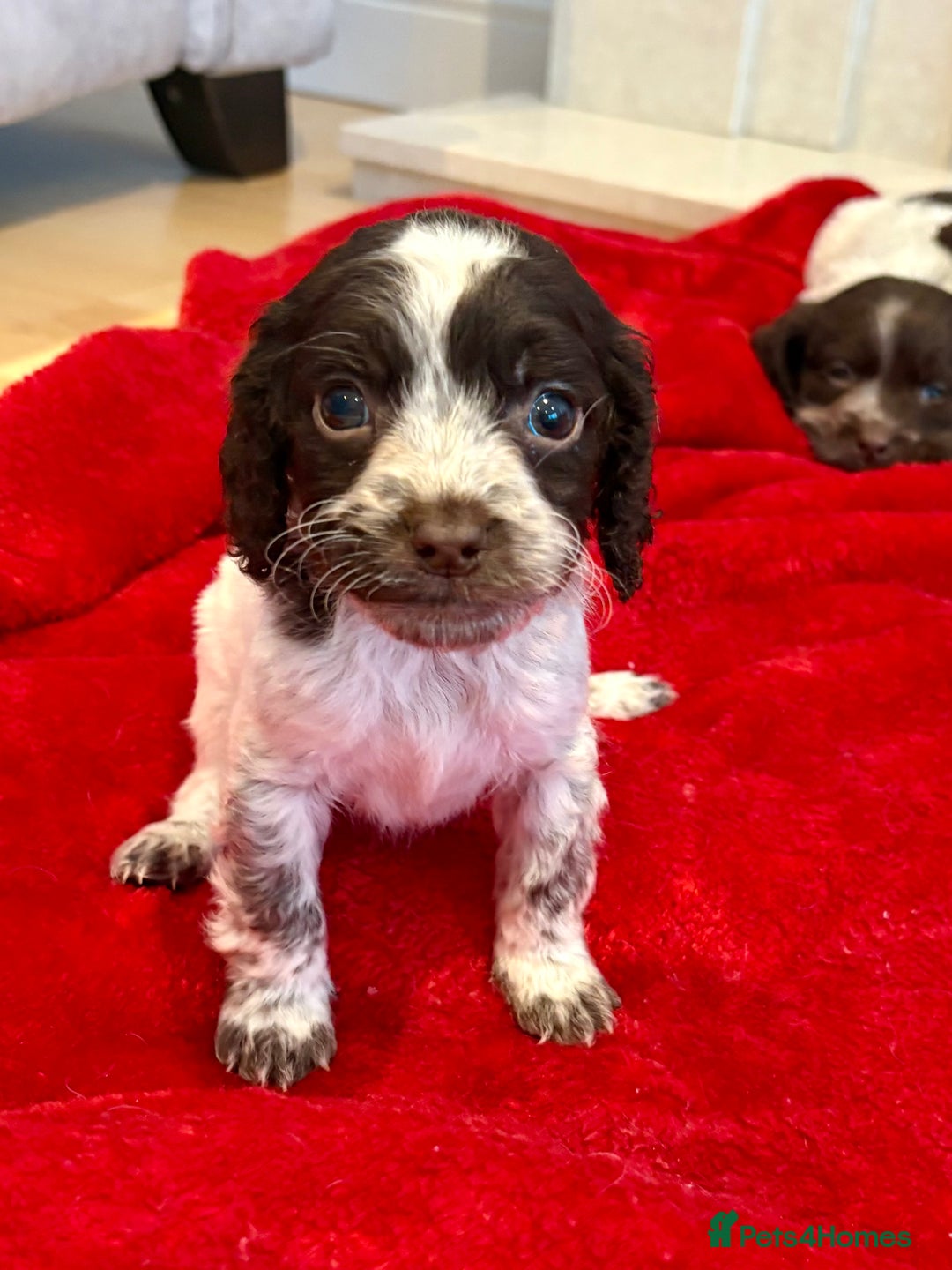 Cocker Spaniel dogs for sale: Cocker spaniel  - Advert 5