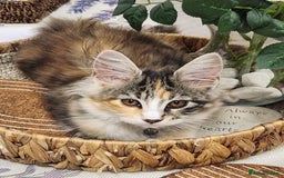 Maine Coon cats for sale: Maine coon Kittens Ready to go! 100% Pedigree   in Derby - Image 31