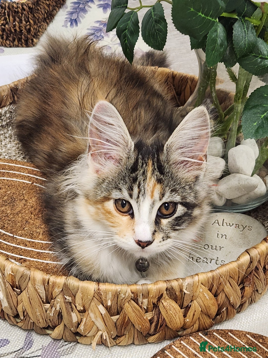 Maine Coon cats for sale: Maine coon Kittens Ready to go! 100% Pedigree   in Derby - Image 31
