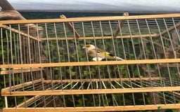Finches birds for sale: Goldfinch for sale  - Image 6