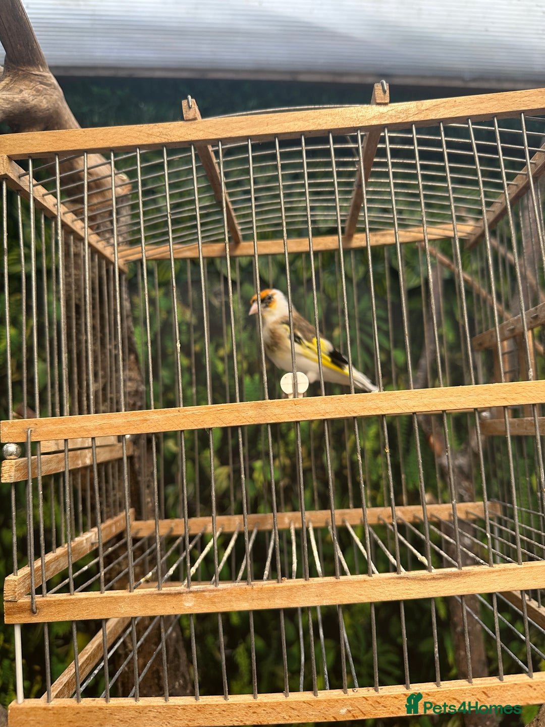 Finches birds for sale: Goldfinch for sale  - Image 6