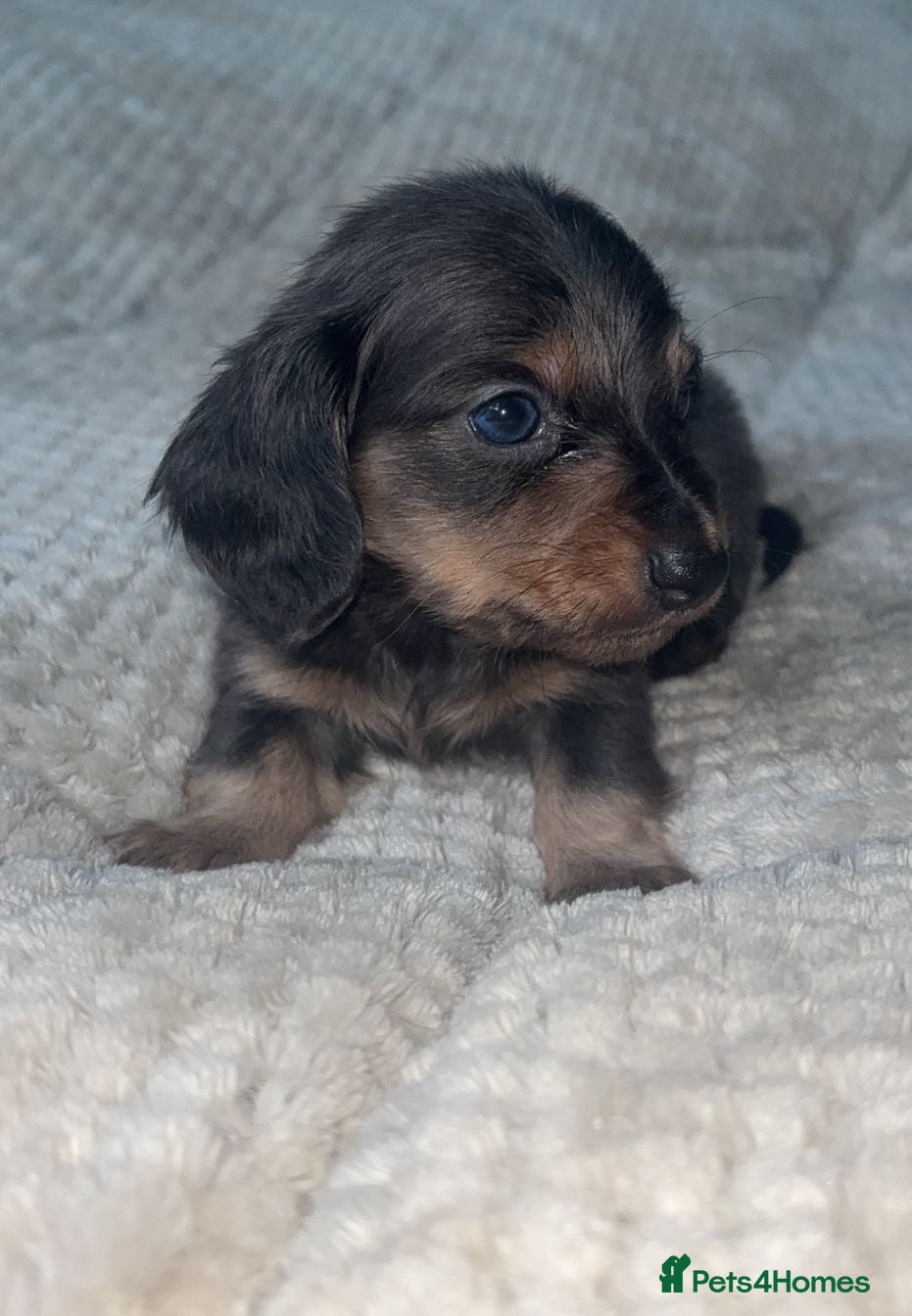 Miniature Dachshund dogs Mini dachshunds  - Advert 8