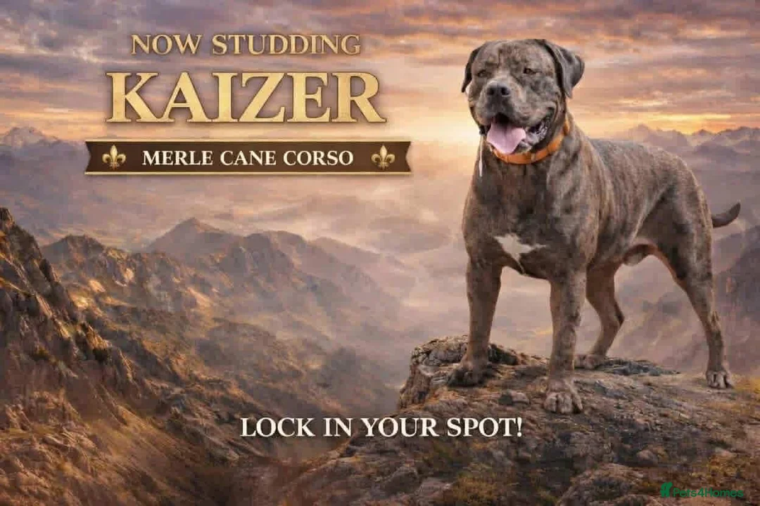 Cane Corso dogs for sale: Look stunning merle,black,blue corso - Advert 2