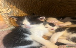 Ragdoll cats for sale: Half rag doll kitten   - Image 4