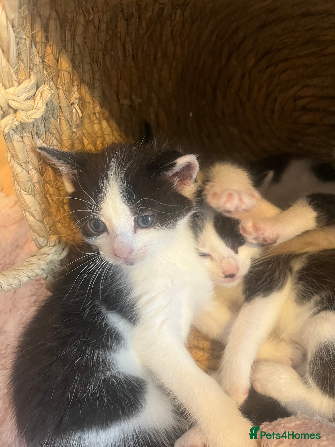 Ragdoll cats for sale: Half rag doll kitten   - Image 4