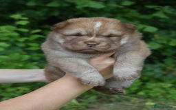 Chow Chow dogs for sale: Genuine Teddy Bear Chowski Puppies - Image 7