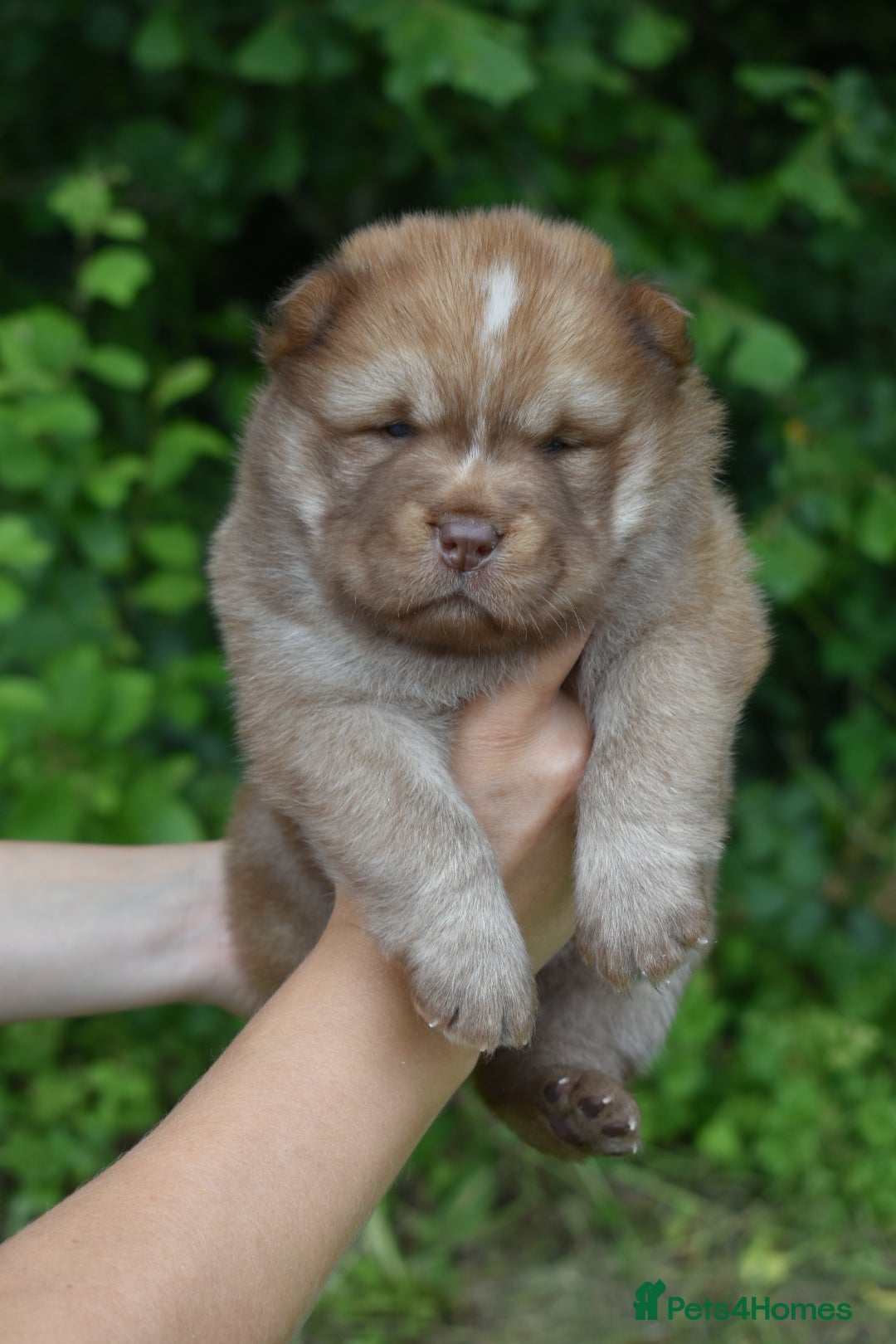 Chow Chow dogs for sale: Genuine Teddy Bear Chowski Puppies - Image 7