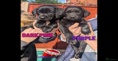 Labrador Retriever dogs - Advert 2
