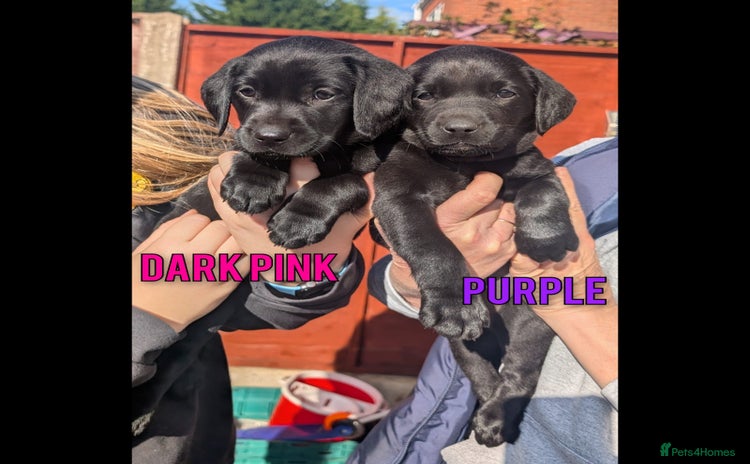 Labrador Retriever dogs - Advert 1