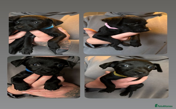 Patterdale Terrier dogs - Advert 1