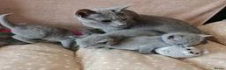 Russian Blue cats for sale: Beautiful Russian Blue Kittens  - Advert 3