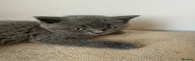 British Shorthair 1
