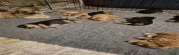 Cockapoo dogs for sale: 🐾 Beautiful F1 Cockapoo Puppies 🐾  - Advert 35