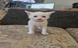 Maine Coon cats for sale: Maine Coon Kittens X - Image 9