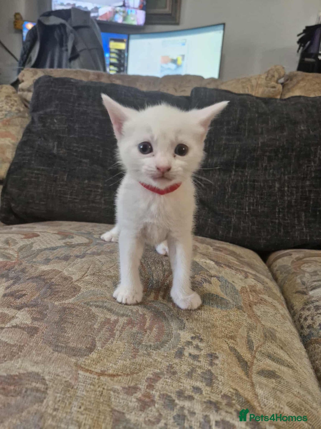 Maine Coon cats for sale: Maine Coon Kittens X - Image 9