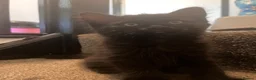 Mixed Breed cats for sale: 2 beautiful kittens looking for a forever home - Advert 7