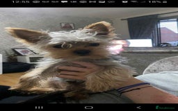 Yorkshire Terrier dogs for stud: Long haired mini Yorkshire terrier  - Image 4