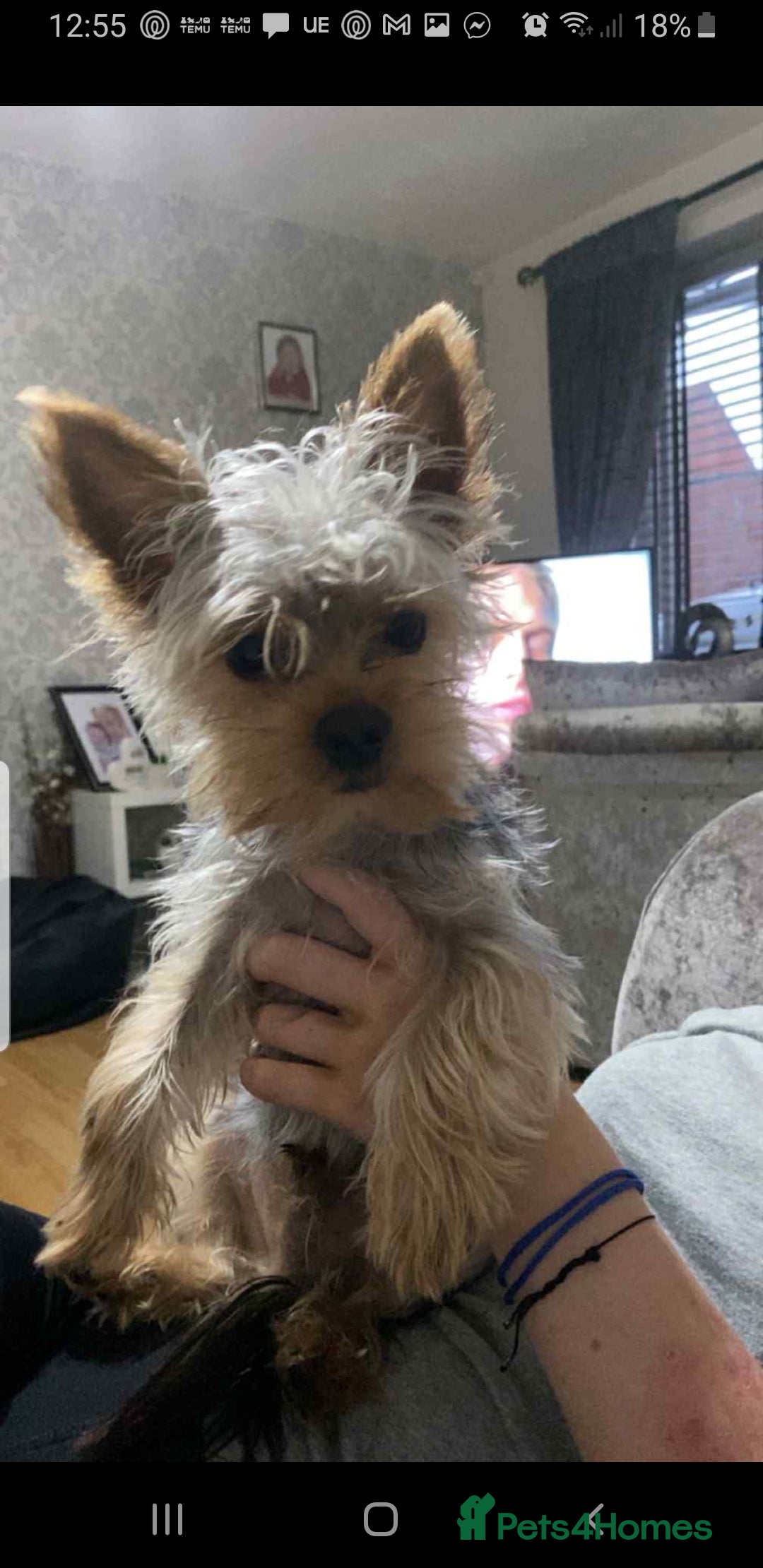 Yorkshire Terrier dogs for stud: Long haired mini Yorkshire terrier  - Image 4