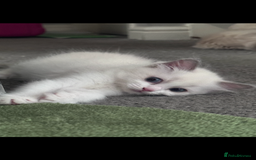 Ragdoll cats for sale: 2 female blue bicoloured ragdolls for sale🤍 - Image 4
