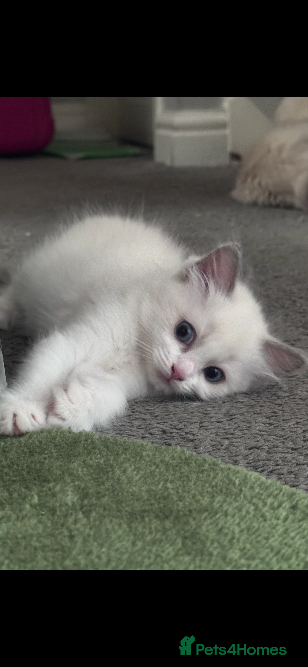 Ragdoll cats for sale: 2 female blue bicoloured ragdolls for sale🤍 - Image 4