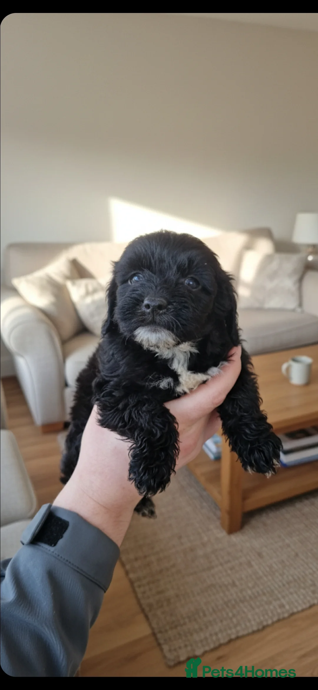 Cockapoo dogs for sale: Stunning cockapoo puppies! - Advert 5