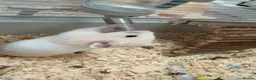 Hamster rodents for sale: Syrian hamster and set up  in Wimborne - Advert 4