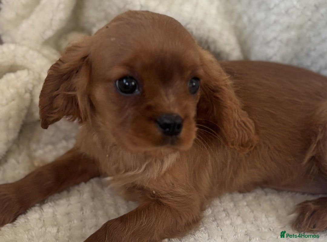 Cavalier King Charles Spaniel dogs for sale: Cavalier King Charles Spaniel Puppies ready now!!! - Image 15