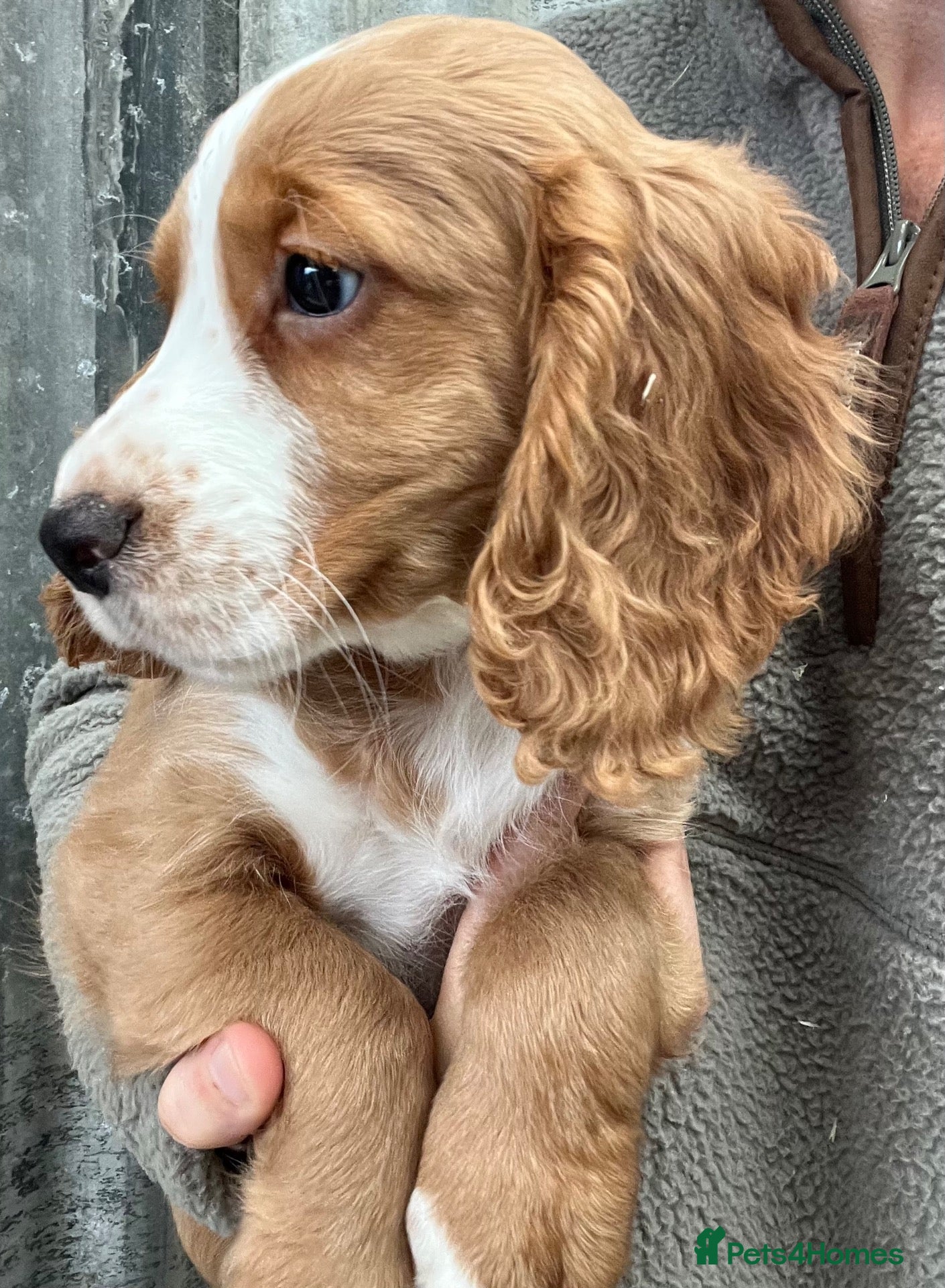 Cocker Spaniel dogs for sale: Beautiful KC Reg Cocker Spaniel Puppies - Advert 1