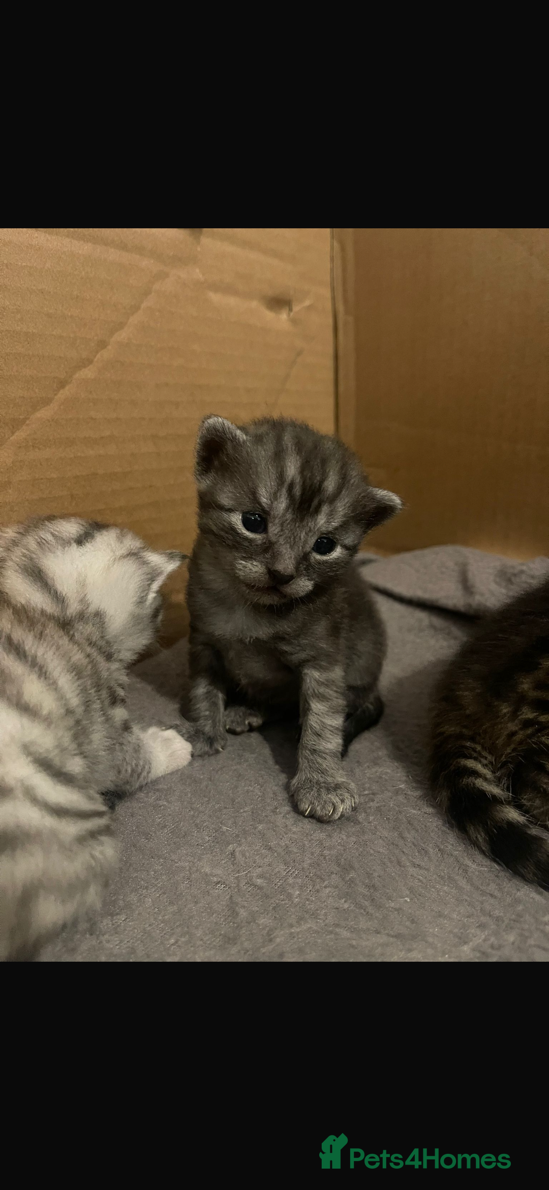 Bengal cats for sale: 🐾 Beautiful Bengal Kittens 🐾 - Image 12