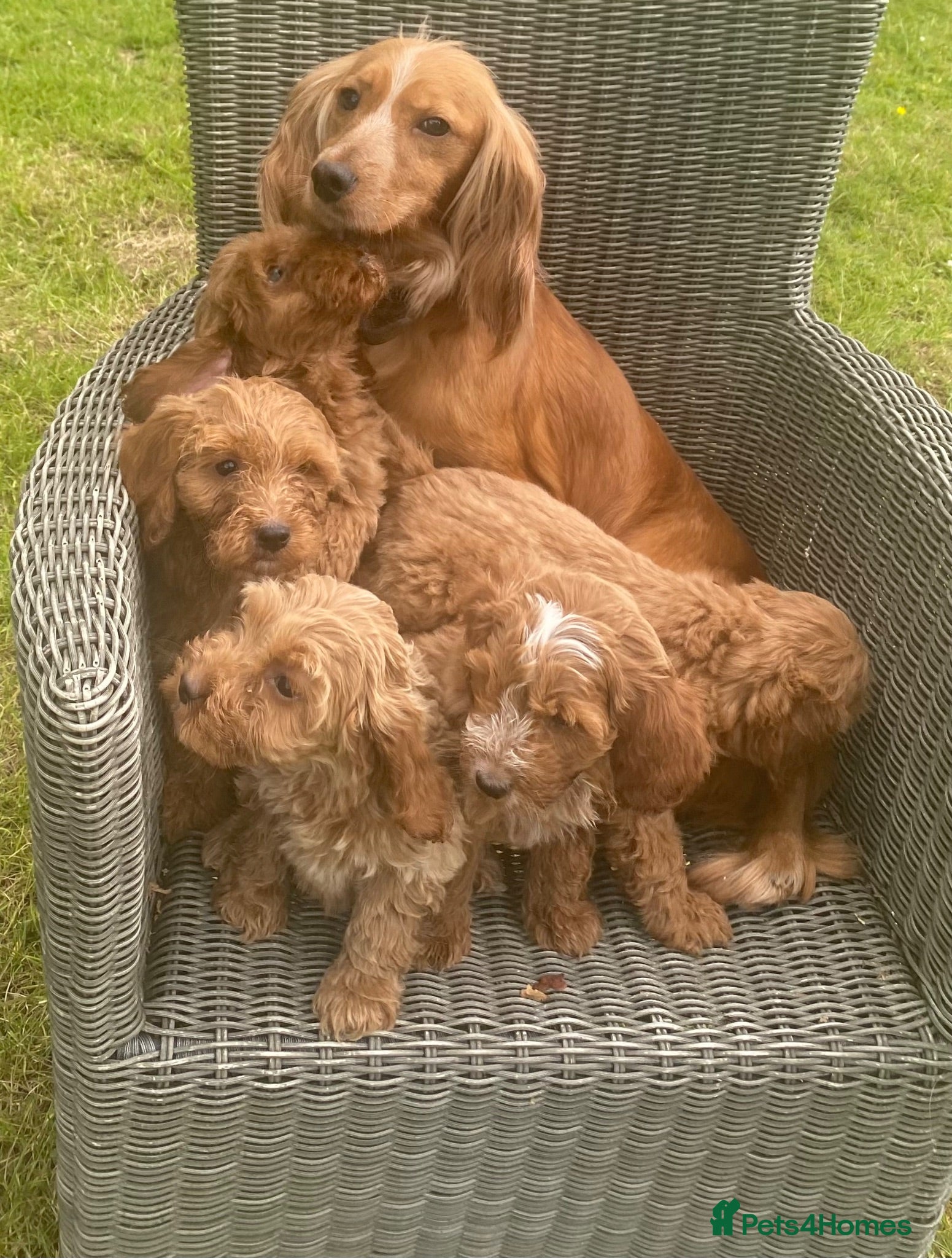 Cockapoo dogs Adorable cockerpoos puppies - Advert 1