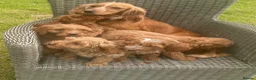Cockapoo dogs for sale: Adorable cockerpoos puppies - Advert 1