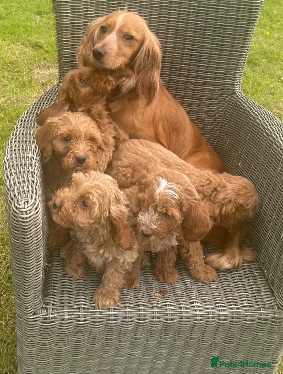 Cockapoo dogs for sale: Adorable cockerpoos puppies - Advert 1