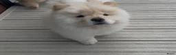 Chow Chow dogs for sale: Beautiful KC Registered Chow Chow Puppies  - Advert 8