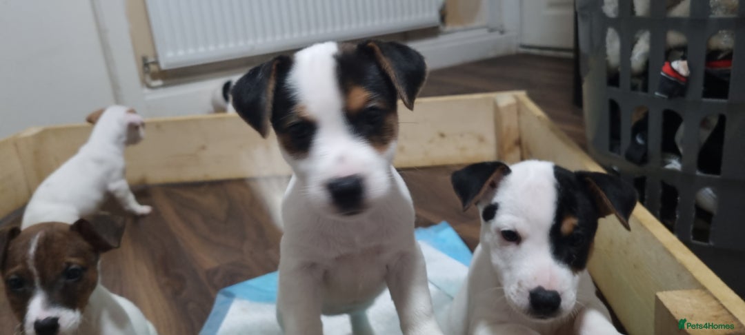 Jack Russell dogs for sale: Jack Russel puppies  - Advert 8