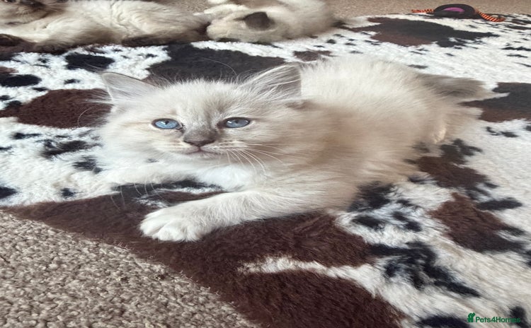 Ragdoll cats Fluffy sweet ragdoll kittens  - Advert 13