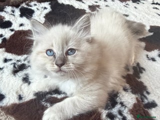 Ragdoll cats Fluffy sweet ragdoll kittens - Advert 6