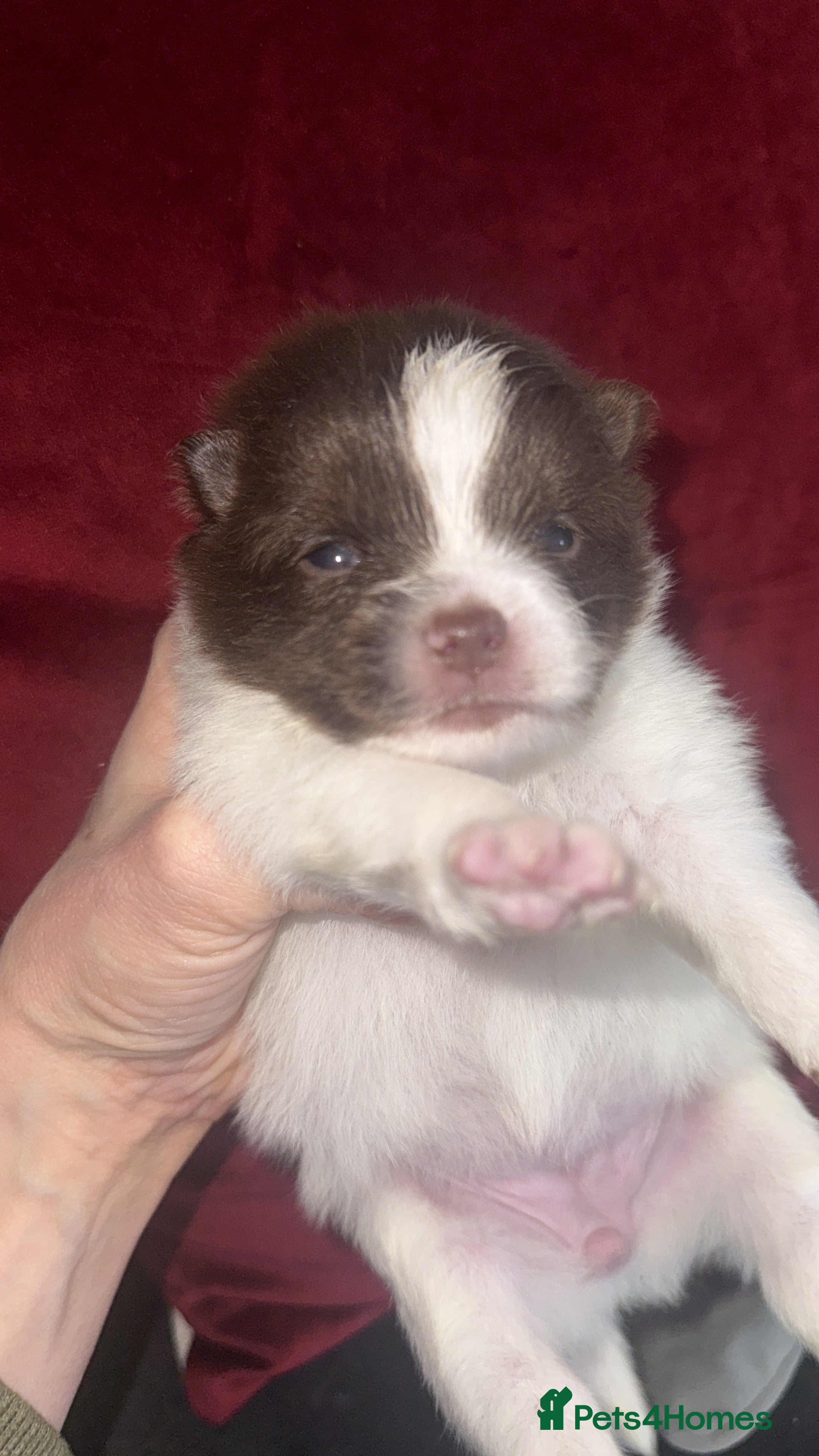 Pomeranian dogs Kc Beautiful chocolate parti poms 🤎🤍 - Advert 1