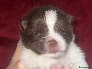 Pomeranian dogs Kc Beautiful chocolate parti poms 🤎🤍 - Advert 1