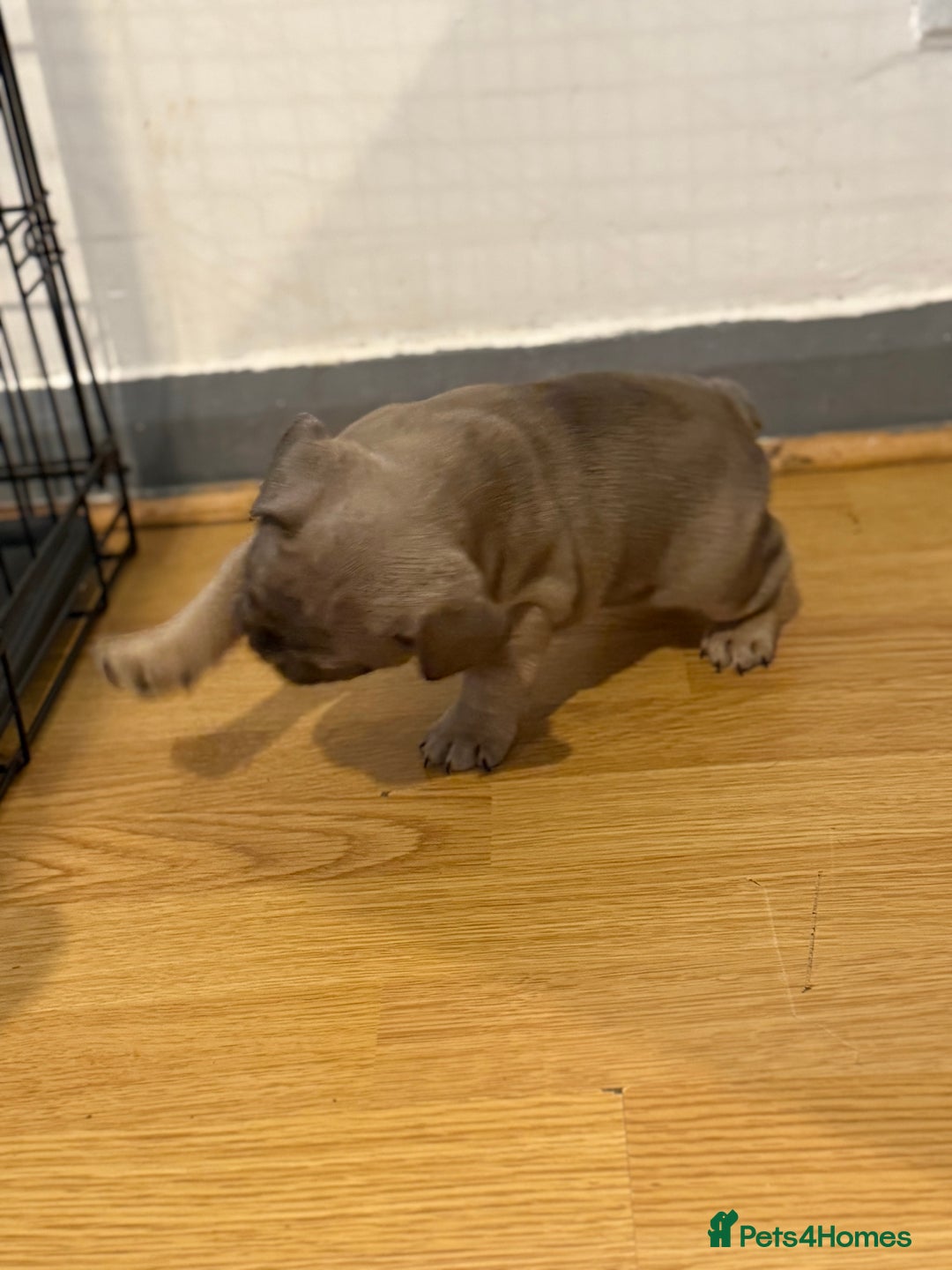 French Bulldog dogs for sale: 4 Little puppy original french bulldog 3 girls1 bo - Image 12