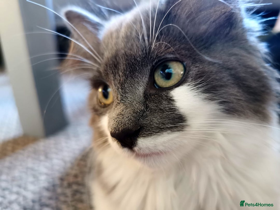 Mixed Breed cats for sale: Flimflam & Bojo - Image 31