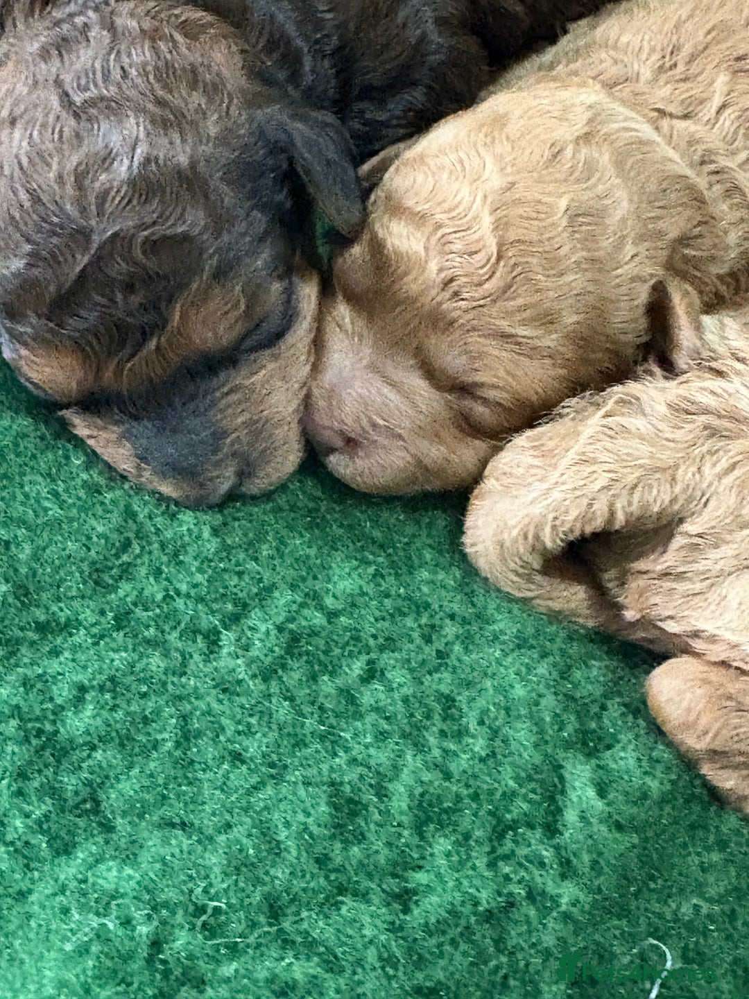 Cockapoo dogs for sale: Beautiful f1b cockapoo  - Advert 9