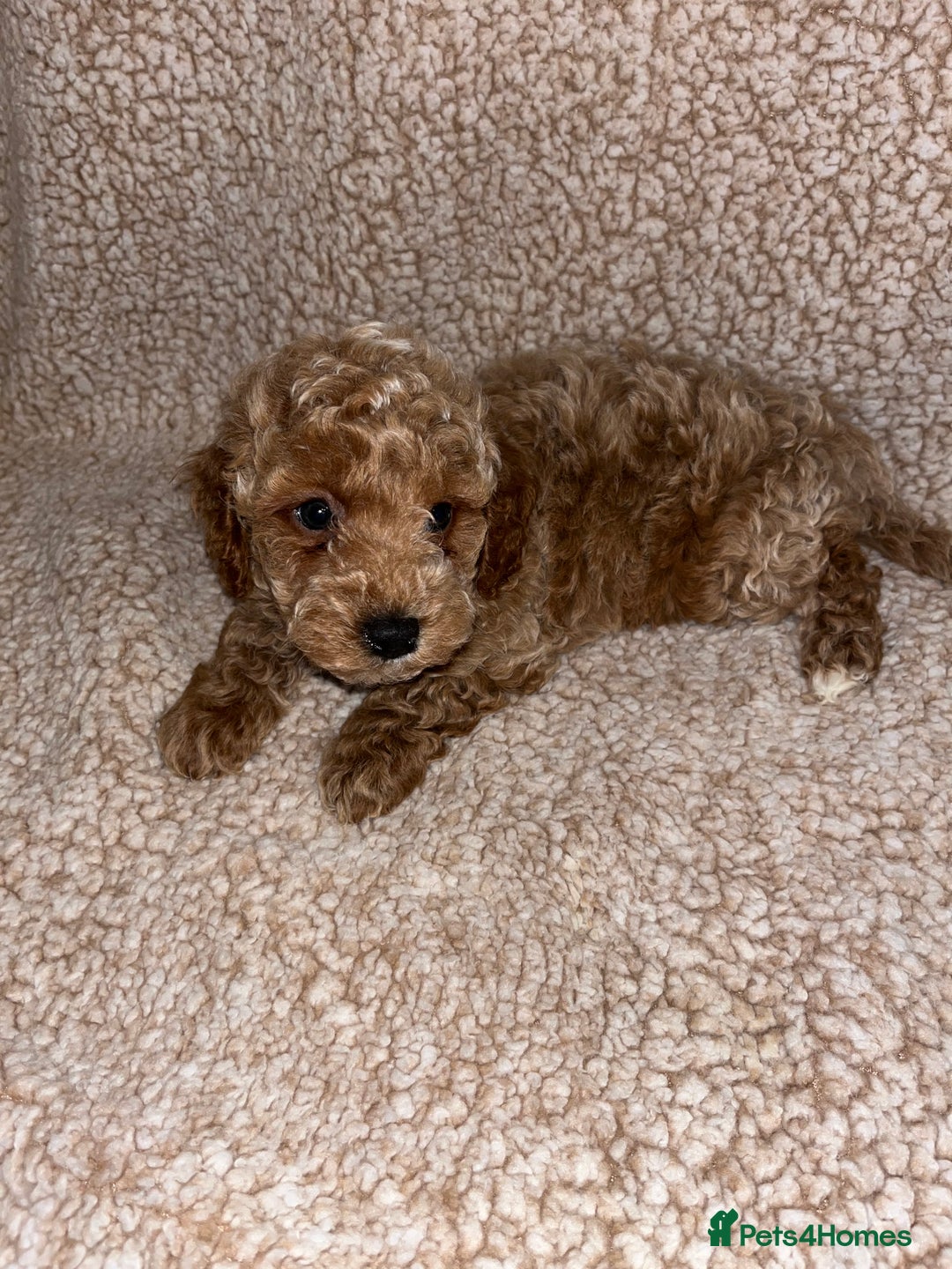 Cavapoochon dogs for sale: Beautiful cavapoochon baby’s  - Advert 5