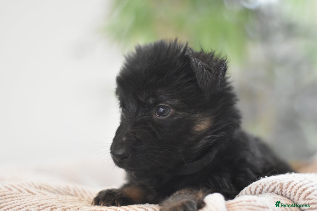 German Shepherd dogs for sale: KC registered 5 generation long coated GSD puppies - Advert 29