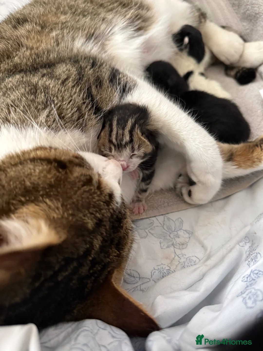 Mixed Breed cats for sale: 1 female 1 male left available  - Advert 9