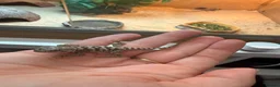 Dragon reptiles for sale: Baby Rankin dragons for sale - Advert 1
