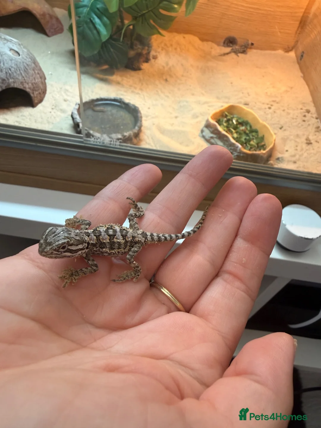 Dragon reptiles for sale: Baby Rankin dragons for sale - Advert 1