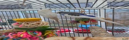 Budgerigars birds for sale: Pair of budgies - Advert 5